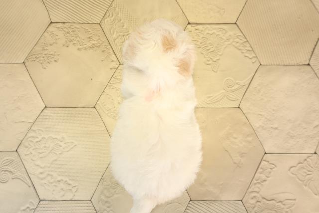 静岡県のハーフ犬・ミックス犬 (Coo&RIKU富士店/2025年6月10日生まれ/女の子/ホワイトクリーム)の子犬の4枚目の画像