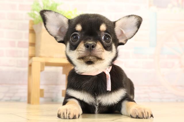 三重県のチワワ(スムース) (Coo&RIKU四日市店/2025年6月10日生まれ/女の子/ブラックタン)の子犬の1枚目の画像