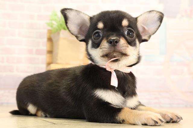 三重県のチワワ(スムース) (Coo&RIKU四日市店/2025年6月10日生まれ/女の子/ブラックタン)の子犬の2枚目の画像