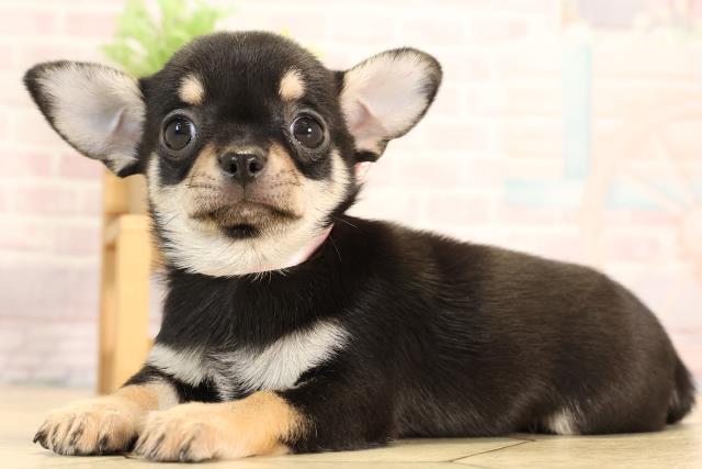 三重県のチワワ(スムース) (Coo&RIKU四日市店/2025年6月10日生まれ/女の子/ブラックタン)の子犬の3枚目の画像