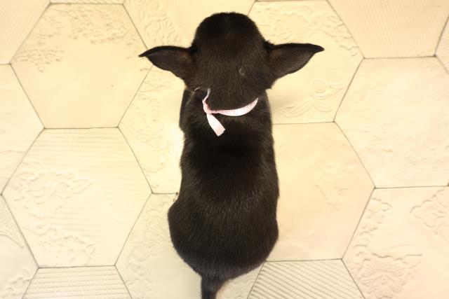 三重県のチワワ(スムース) (Coo&RIKU四日市店/2025年6月10日生まれ/女の子/ブラックタン)の子犬の4枚目の画像