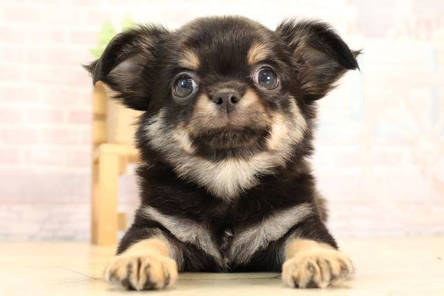 静岡県のチワワ(ロング) (Coo&RIKU藤枝店/2025年6月10日生まれ/男の子/ブラックタン)の子犬の1枚目の画像
