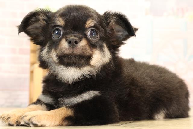 静岡県のチワワ(ロング) (Coo&RIKU藤枝店/2025年6月10日生まれ/男の子/ブラックタン)の子犬の3枚目の画像