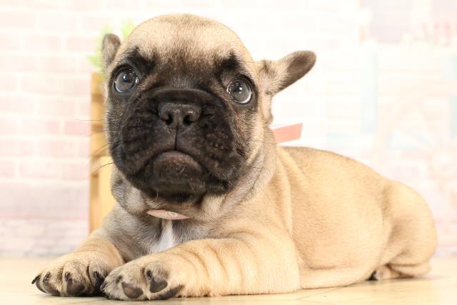 三重県のフレンチブルドッグ (Coo&RIKU四日市店/2025年6月8日生まれ/女の子/フォーン)の子犬の3枚目の画像