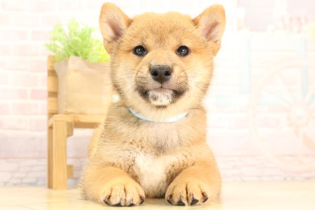 静岡県の柴犬(標準サイズ) (Coo&RIKU富士店/2025年6月10日生まれ/男の子/赤)の子犬の1枚目の画像