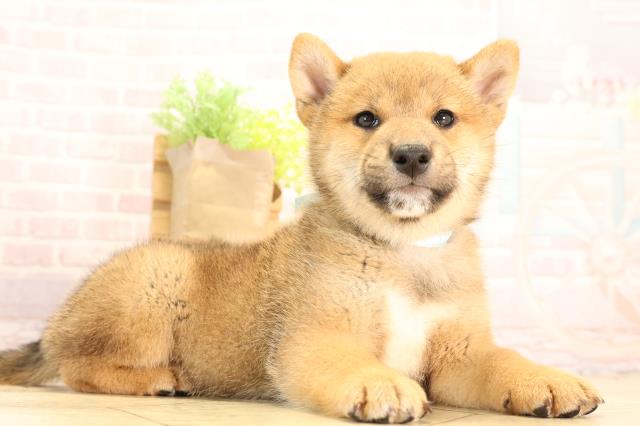静岡県の柴犬(標準サイズ) (Coo&RIKU富士店/2025年6月10日生まれ/男の子/赤)の子犬の2枚目の画像