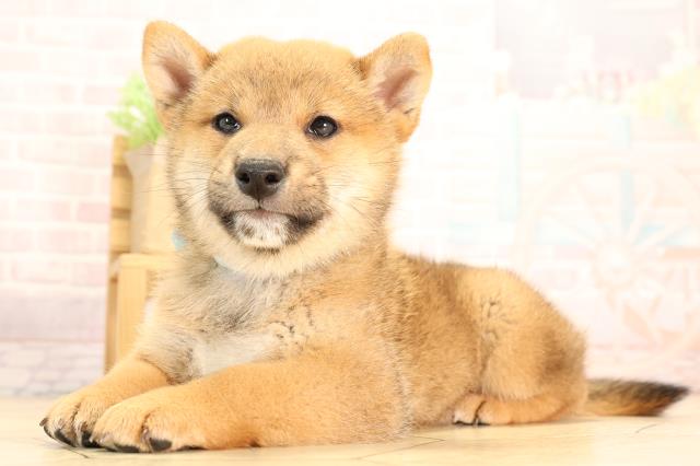 静岡県の柴犬(標準サイズ) (Coo&RIKU富士店/2025年6月10日生まれ/男の子/赤)の子犬の3枚目の画像