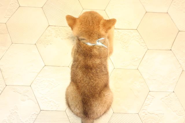 静岡県の柴犬(標準サイズ) (Coo&RIKU富士店/2025年6月10日生まれ/男の子/赤)の子犬の4枚目の画像