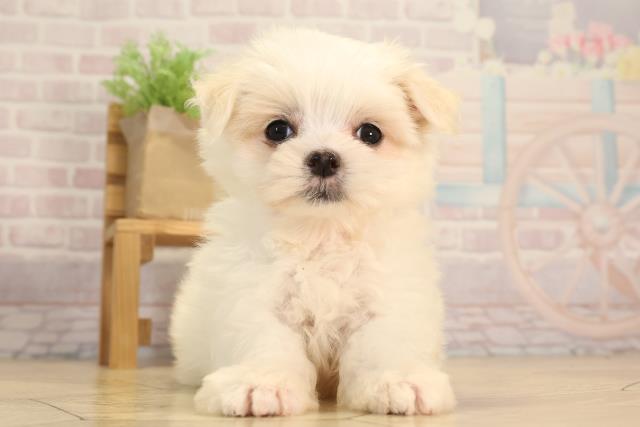 三重県のマルチーズ (Coo&RIKU四日市店/2025年6月9日生まれ/女の子/ホワイト)の子犬の1枚目の画像