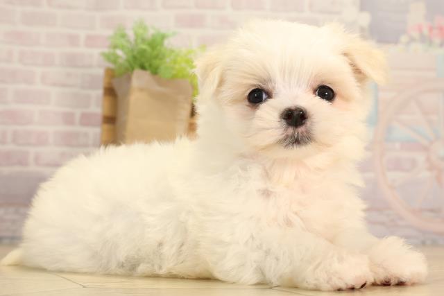 三重県のマルチーズ (Coo&RIKU四日市店/2025年6月9日生まれ/女の子/ホワイト)の子犬の2枚目の画像