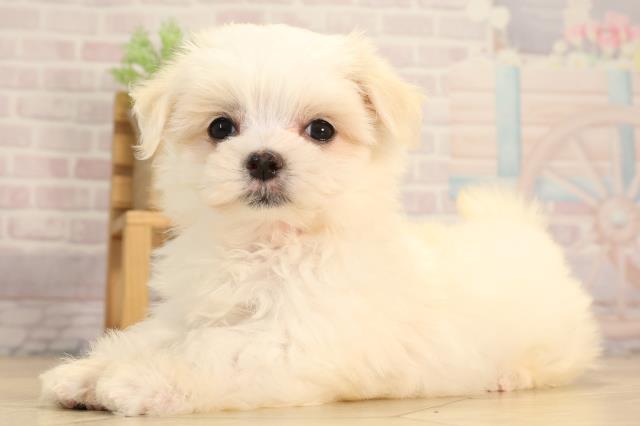 三重県のマルチーズ (Coo&RIKU四日市店/2025年6月9日生まれ/女の子/ホワイト)の子犬の3枚目の画像
