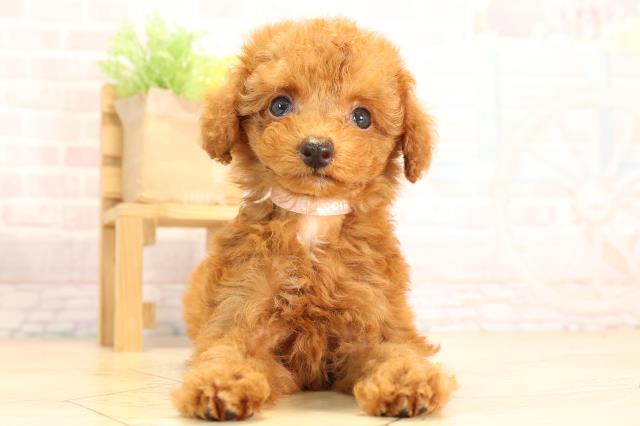 三重県のトイプードル(トイ) (Coo&RIKU四日市店/2025年6月9日生まれ/女の子/レッド)の子犬の1枚目の画像