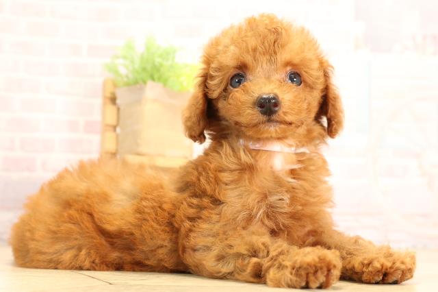 三重県のトイプードル(トイ) (Coo&RIKU四日市店/2025年6月9日生まれ/女の子/レッド)の子犬の2枚目の画像