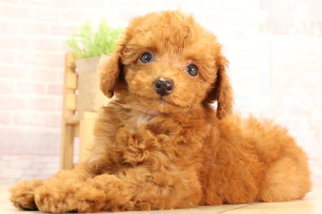 三重県のトイプードル(トイ) (Coo&RIKU四日市店/2025年6月9日生まれ/女の子/レッド)の子犬の3枚目の画像