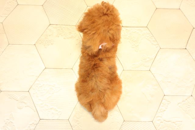 三重県のトイプードル(トイ) (Coo&RIKU四日市店/2025年6月9日生まれ/女の子/レッド)の子犬の4枚目の画像