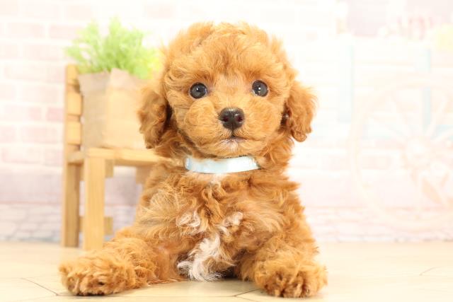 静岡県のトイプードル(トイ) (Coo&RIKU静岡SBS通り店/2025年6月9日生まれ/男の子/レッド)の子犬の1枚目の画像
