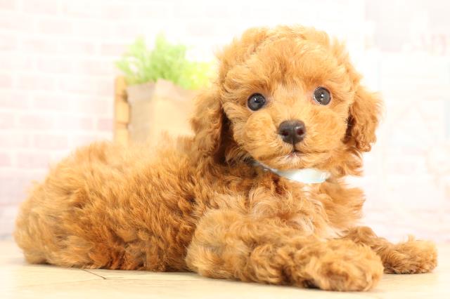 静岡県のトイプードル(トイ) (Coo&RIKU静岡SBS通り店/2025年6月9日生まれ/男の子/レッド)の子犬の2枚目の画像