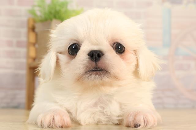 静岡県のペキニーズ (Coo&RIKU沼津店/2025年6月11日生まれ/男の子/ホワイト)の子犬の1枚目の画像