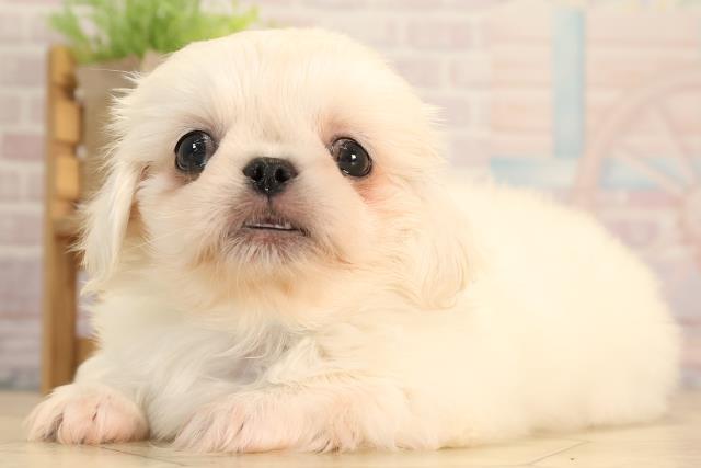 静岡県のペキニーズ (Coo&RIKU沼津店/2025年6月11日生まれ/男の子/ホワイト)の子犬の3枚目の画像