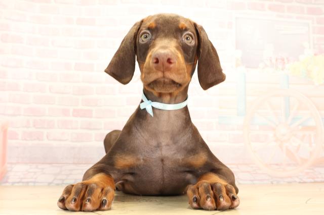 三重県のドーベルマン (Coo&RIKU四日市店/2025年6月9日生まれ/男の子/チョコレートタン)の子犬の1枚目の画像