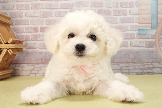 三重県のビションフリーゼ (Coo&RIKU四日市店/2025年6月11日生まれ/女の子/ホワイト)の子犬の1枚目の画像