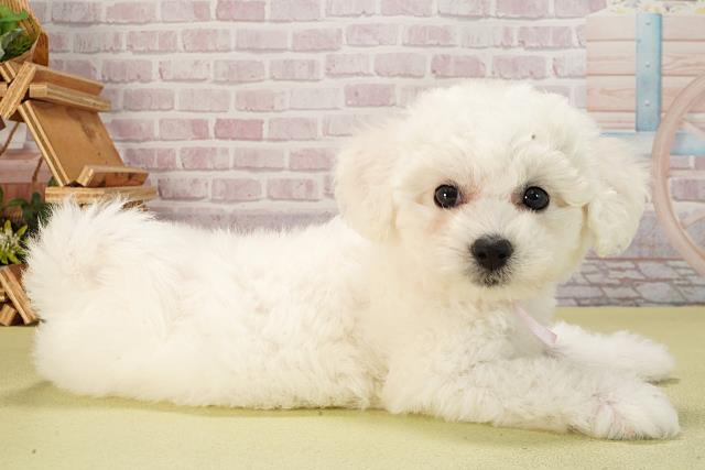 三重県のビションフリーゼ (Coo&RIKU四日市店/2025年6月11日生まれ/女の子/ホワイト)の子犬の2枚目の画像
