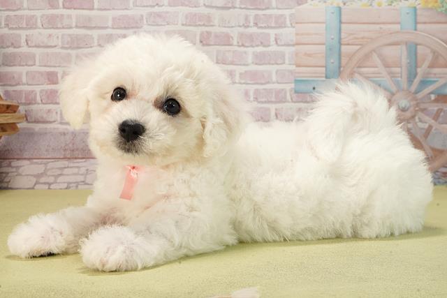 三重県のビションフリーゼ (Coo&RIKU四日市店/2025年6月11日生まれ/女の子/ホワイト)の子犬の3枚目の画像