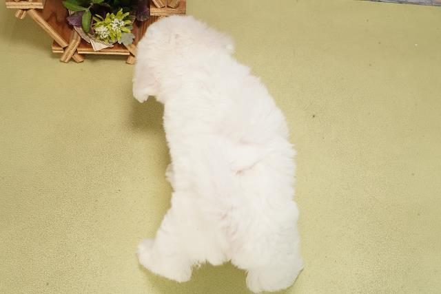 三重県のビションフリーゼ (Coo&RIKU四日市店/2025年6月11日生まれ/女の子/ホワイト)の子犬の4枚目の画像