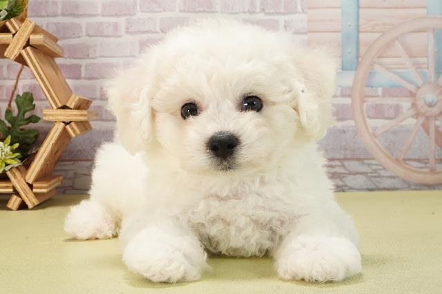 静岡県のビションフリーゼ (Coo&RIKU沼津店/2025年6月11日生まれ/男の子/ホワイト)の子犬の1枚目の画像