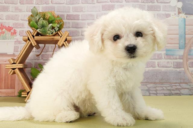 静岡県のビションフリーゼ (Coo&RIKU沼津店/2025年6月11日生まれ/男の子/ホワイト)の子犬の2枚目の画像
