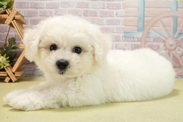 静岡県のビションフリーゼ (Coo&RIKU沼津店/2025年6月11日生まれ/男の子/ホワイト)の子犬の3枚目の画像