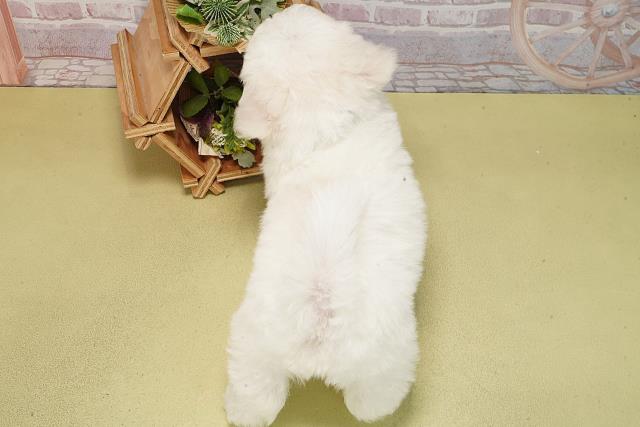 静岡県のビションフリーゼ (Coo&RIKU沼津店/2025年6月11日生まれ/男の子/ホワイト)の子犬の4枚目の画像