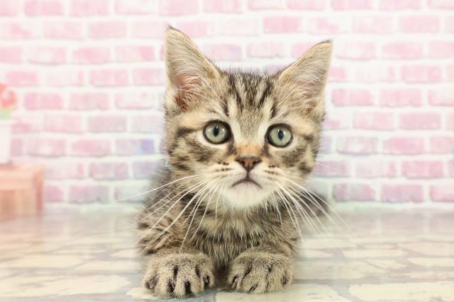 神奈川県のマンチカン (Coo&RIKU藤沢店/2025年6月1日生まれ/男の子/ブラウンタビー)の子猫の1枚目の画像