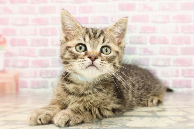 神奈川県のマンチカン (Coo&RIKU藤沢店/2025年6月1日生まれ/男の子/ブラウンタビー)の子猫の2枚目の画像