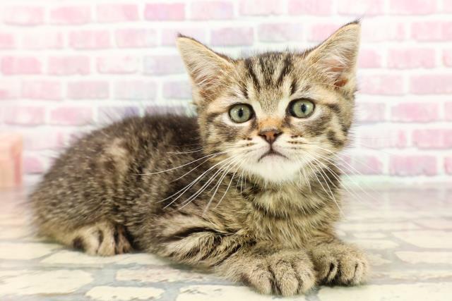 神奈川県のマンチカン (Coo&RIKU藤沢店/2025年6月1日生まれ/男の子/ブラウンタビー)の子猫の3枚目の画像