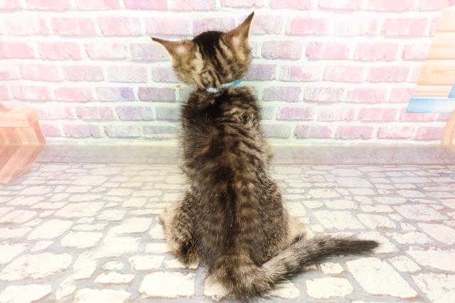 神奈川県のマンチカン (Coo&RIKU藤沢店/2025年6月1日生まれ/男の子/ブラウンタビー)の子猫の4枚目の画像