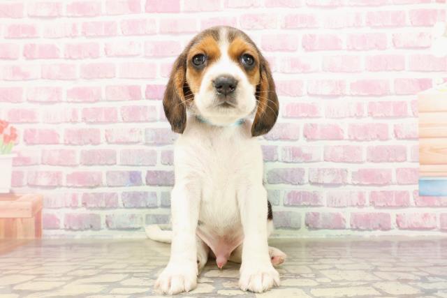 栃木県のビーグル (Coo&RIKU宇都宮店/2025年6月10日生まれ/男の子/ブラックホワイトタン)の子犬
