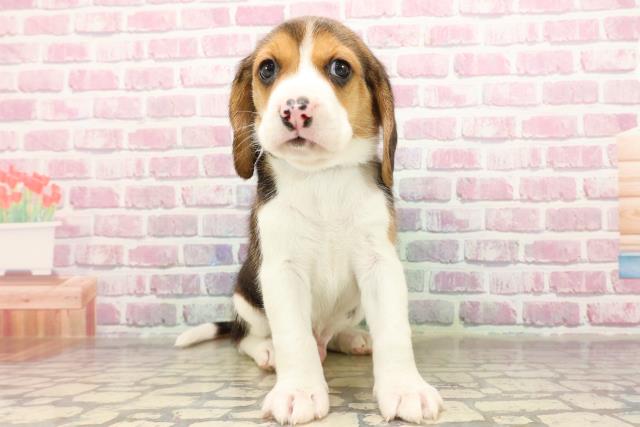 群馬県のビーグル (Coo&RIKU伊勢崎店/2025年6月10日生まれ/男の子/ブラックホワイトタン)の子犬