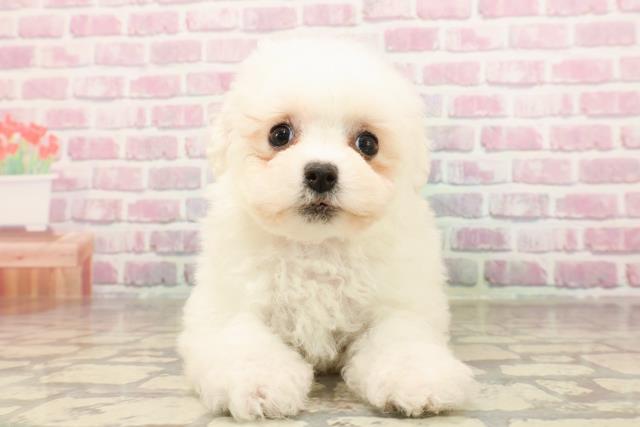 東京都のビションフリーゼ (Coo&RIKU立川店/2025年6月10日生まれ/女の子/ホワイト)の子犬の1枚目の画像