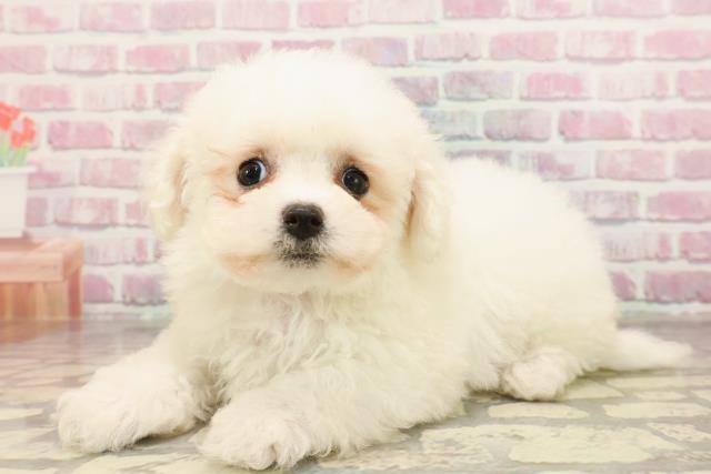 東京都のビションフリーゼ (Coo&RIKU立川店/2025年6月10日生まれ/女の子/ホワイト)の子犬の2枚目の画像