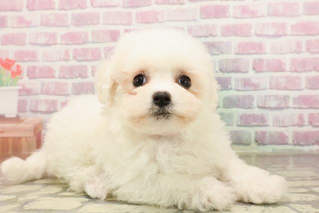 東京都のビションフリーゼ (Coo&RIKU立川店/2025年6月10日生まれ/女の子/ホワイト)の子犬の3枚目の画像