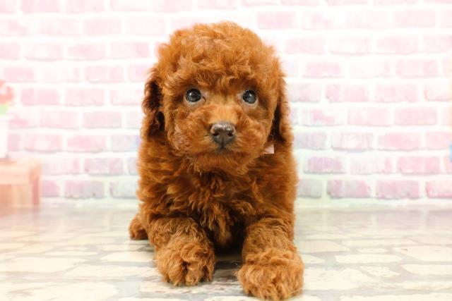 東京都のトイプードル(トイ) (Coo&RIKU八王子西店/2025年6月12日生まれ/女の子/レッド)の子犬の1枚目の画像