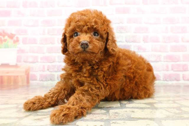 東京都のトイプードル(トイ) (Coo&RIKU八王子西店/2025年6月12日生まれ/女の子/レッド)の子犬の2枚目の画像