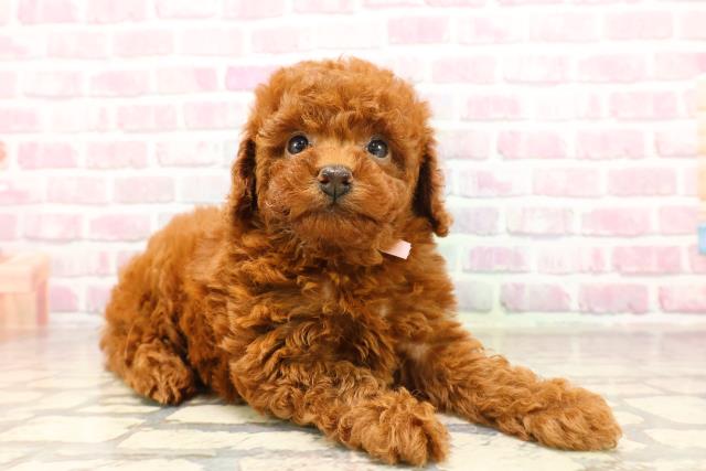 東京都のトイプードル(トイ) (Coo&RIKU八王子西店/2025年6月12日生まれ/女の子/レッド)の子犬の3枚目の画像