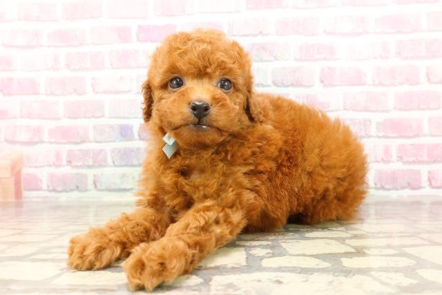 東京都のトイプードル(トイ) (Coo&RIKU立川店/2025年6月12日生まれ/男の子/レッド)の子犬の2枚目の画像
