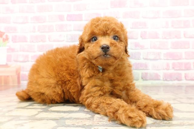東京都のトイプードル(トイ) (Coo&RIKU立川店/2025年6月12日生まれ/男の子/レッド)の子犬の3枚目の画像
