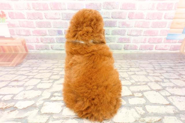 東京都のトイプードル(トイ) (Coo&RIKU立川店/2025年6月12日生まれ/男の子/レッド)の子犬の4枚目の画像