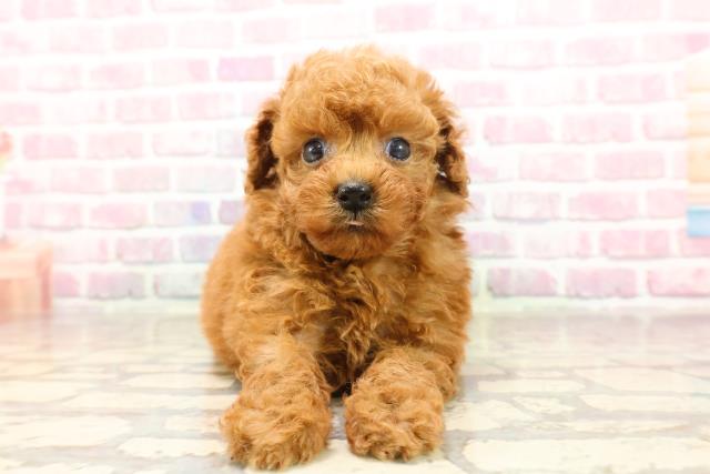 東京都のトイプードル(トイ) (Coo&RIKU府中店/2025年6月11日生まれ/女の子/レッド)の子犬
