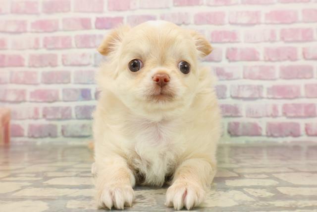 神奈川県のチワワ(ロング) (Coo&RIKU秦野店/2025年6月12日生まれ/女の子/クリームホワイト)の子犬の1枚目の画像