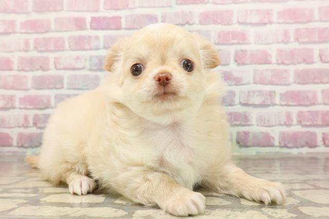 神奈川県のチワワ(ロング) (Coo&RIKU秦野店/2025年6月12日生まれ/女の子/クリームホワイト)の子犬の3枚目の画像